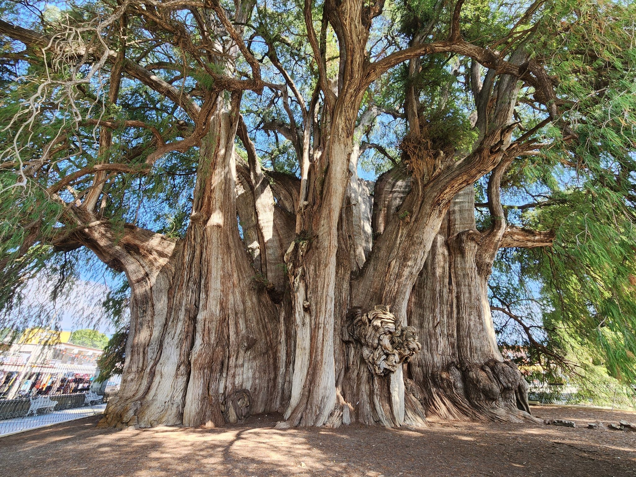Taxodium mucronatum